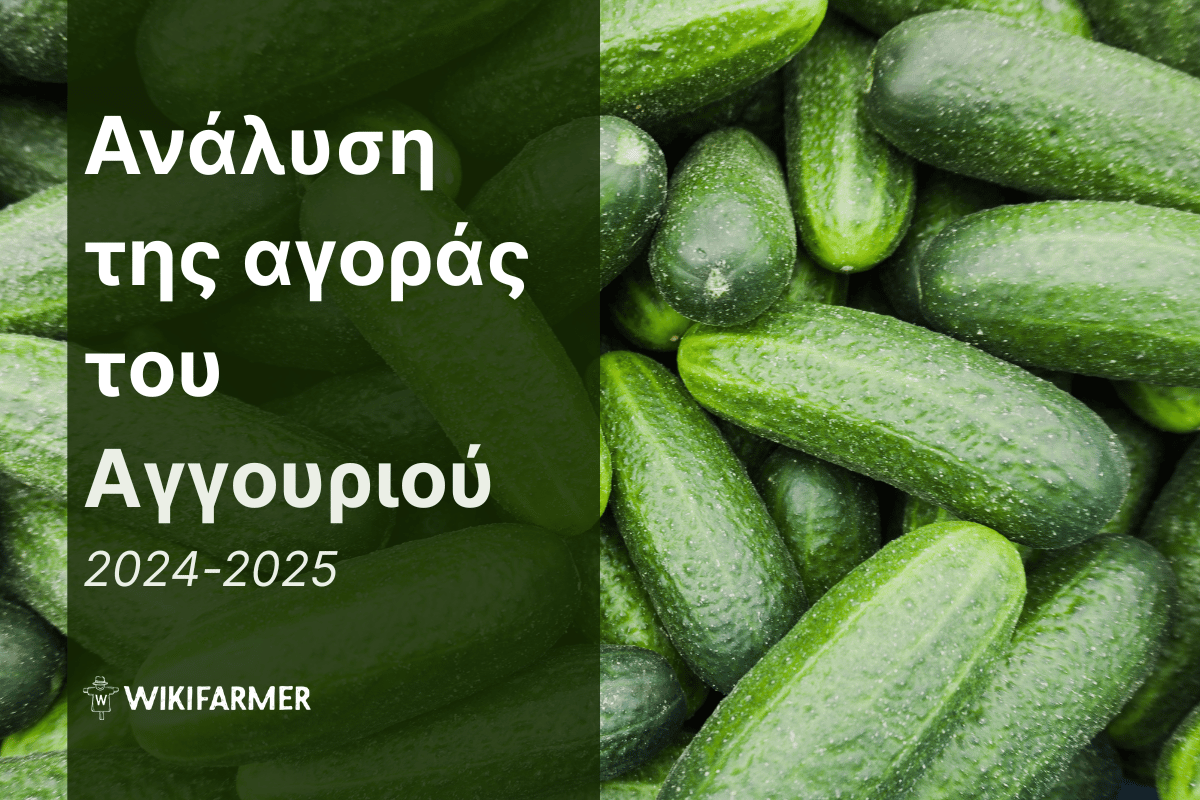 Ανάλυση τιμών της παγκόσμιας αγοράς του αγγουριού 2024/2025