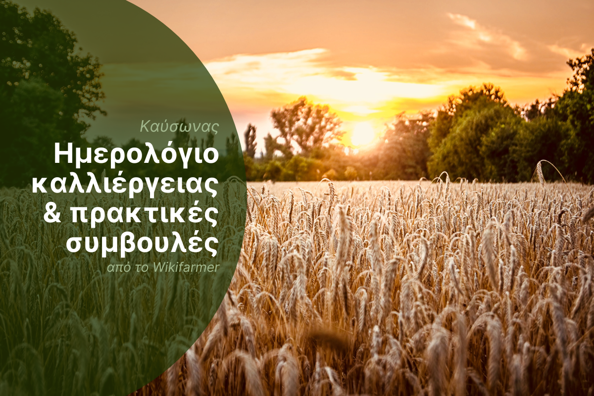 Ο αντίκτυπος του καύσωνα του Ιουλίου 2025 στις καλλιέργειες σε όλη τη Νότια Ευρώπη Ο αντίκτυπος του καύσωνα του Ιουλίου 2025 στις καλλιέργειες σε όλη τη Νότια Ευρώπη