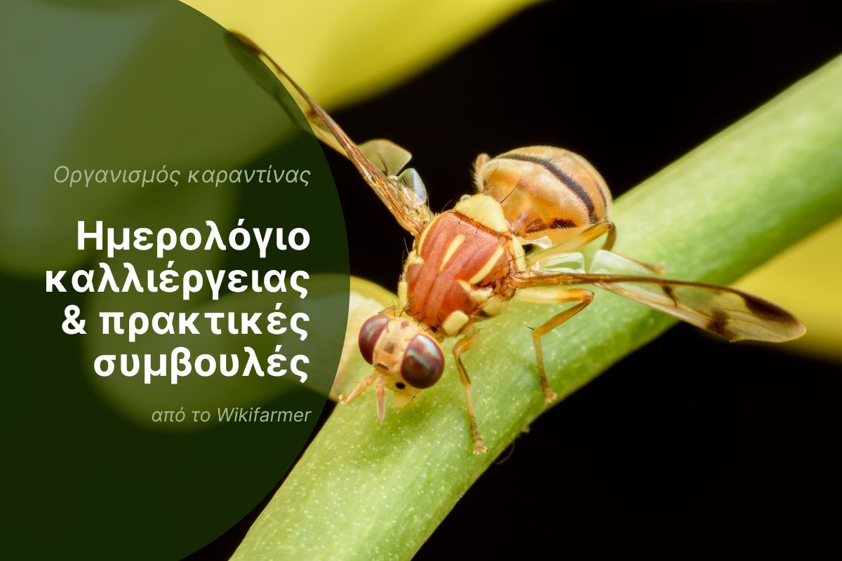 Προειδοποίηση Πρώτη Επίσημη Ανίχνευση του Εντόμου Καραντίνας Bactrocera zonata στην Αττική Προειδοποίηση: Πρώτη Επίσημη Ανίχνευση του Εντόμου Καραντίνας Bactrocera zonata στην Αττική