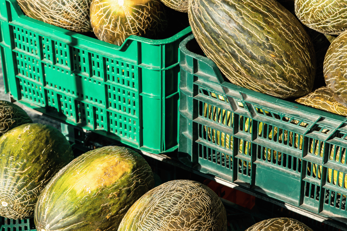 3 common reasons melons are rejected
