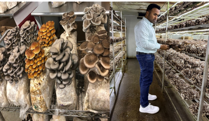 All About Vertical Mushroom Farming