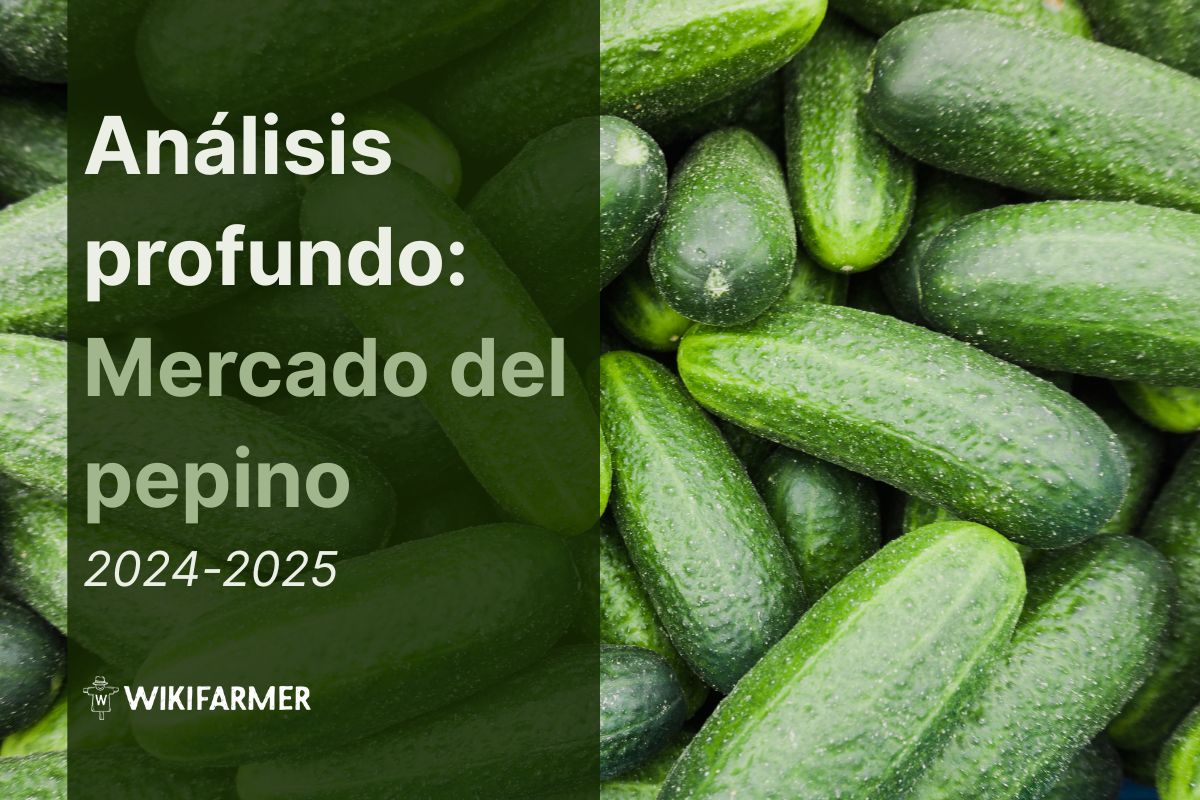 Análisis Profundo Mercado del Pepino 2024/2025 Análisis profundo: Mercado global del pepino 2024/2025