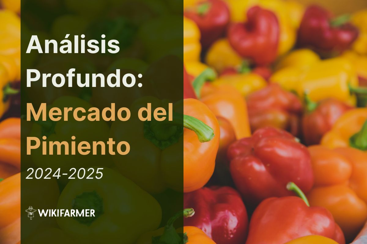 Análisis en Profundidad El Mercado Global del Pimiento 2024–2025 Análisis en Profundidad: El Mercado Global del Pimiento 2024–2025