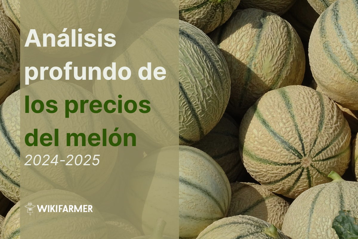 Análisis profundo de los precios del melón: Estudio completo de precios 2024/25