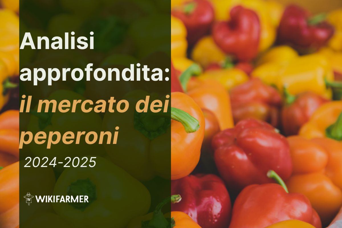 Analisi approfondita: il mercato mondiale dei peperoni