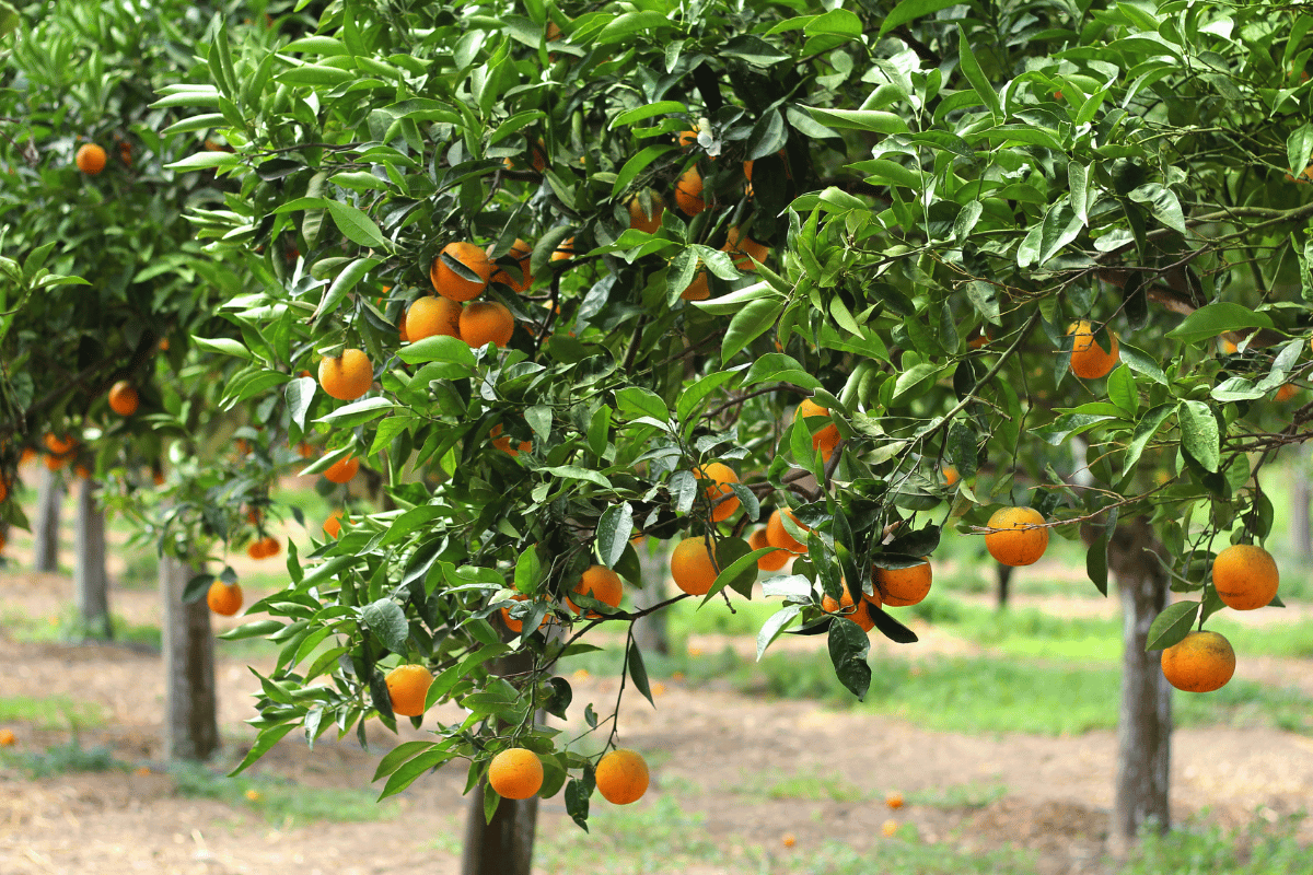 Carbon-negative citrus groves: Simple practices, big impact Carbon-negative citrus groves: Simple practices, big impact