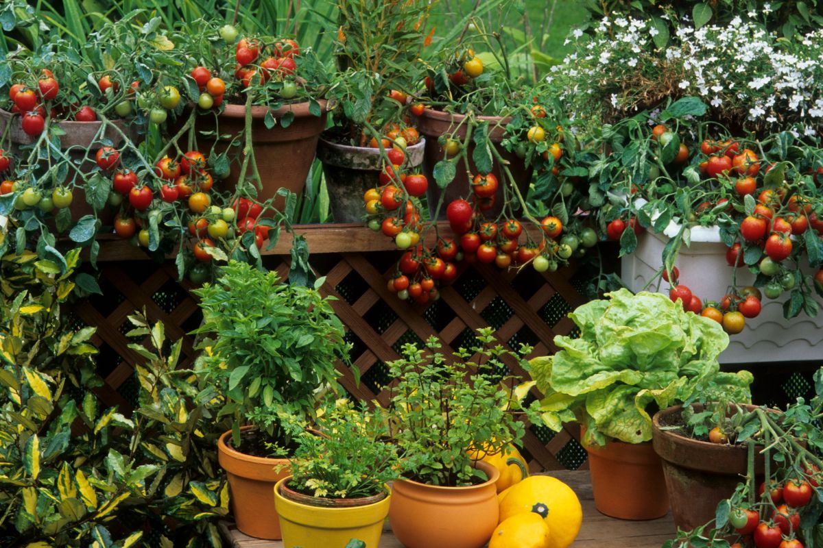 Complete Guide to Harvesting and Storing Summer Fruits From Your Garden Complete guide to harvesting and storing summer fruits from your garden