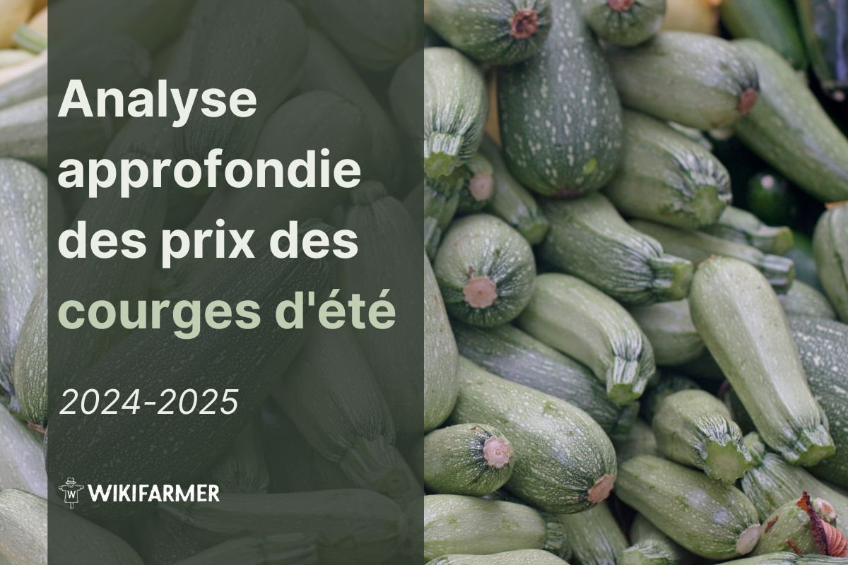 Analyse approfondie des prix des courges d'été: étude complète des prix 2024-2025