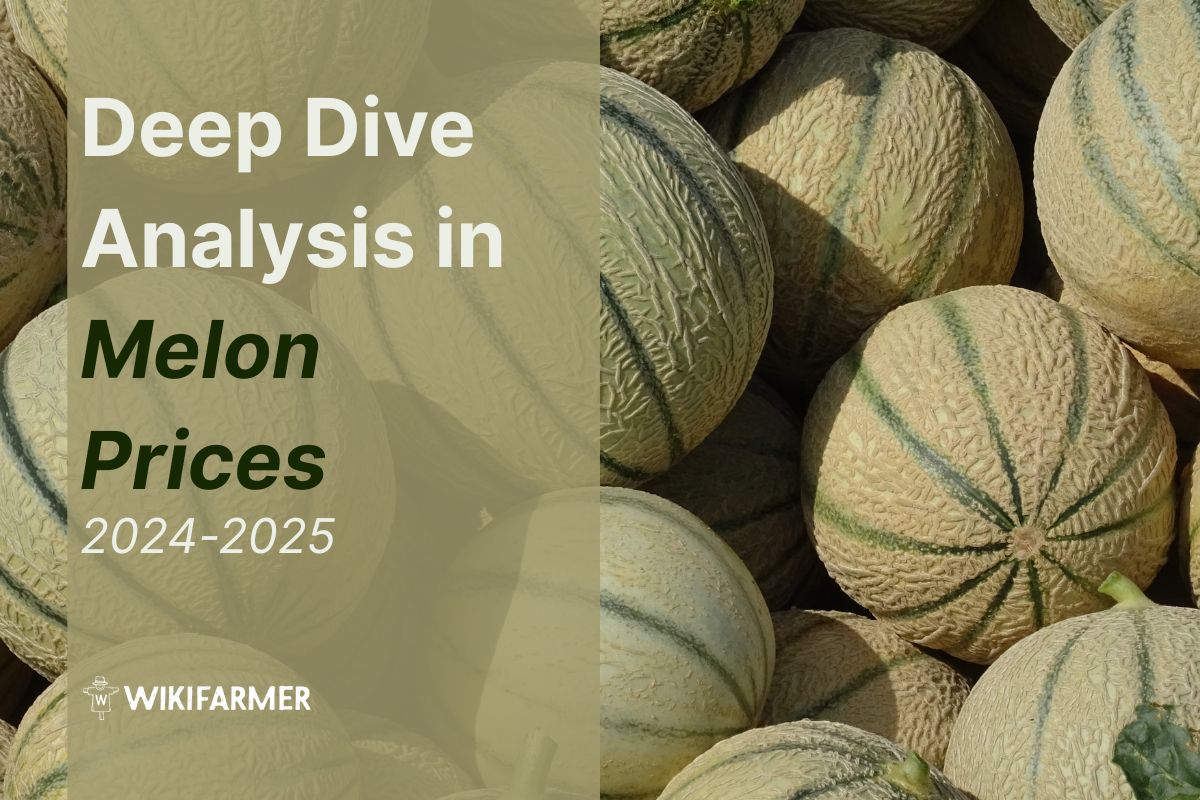 Deep dive in melon prices: A complete price study 2024/25