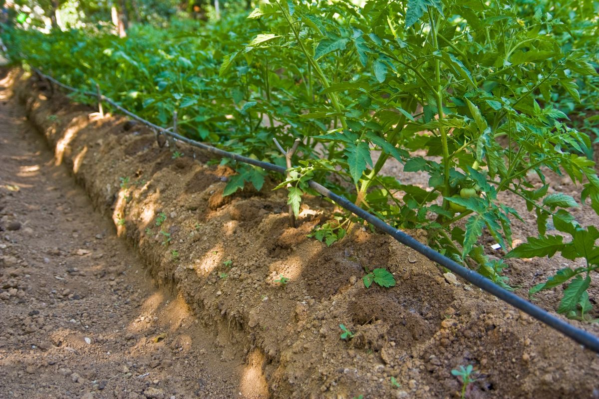 Efficient Irrigation Practices & Innovations for EU Farmers Summer 2025