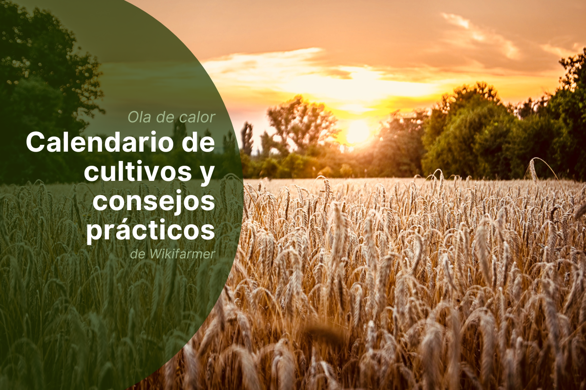 El impacto de la ola de calor de julio de 2025 en los cultivos del sur de Europa