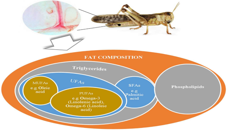 Edible insects as a sustainable source of fats and essential fatty ...