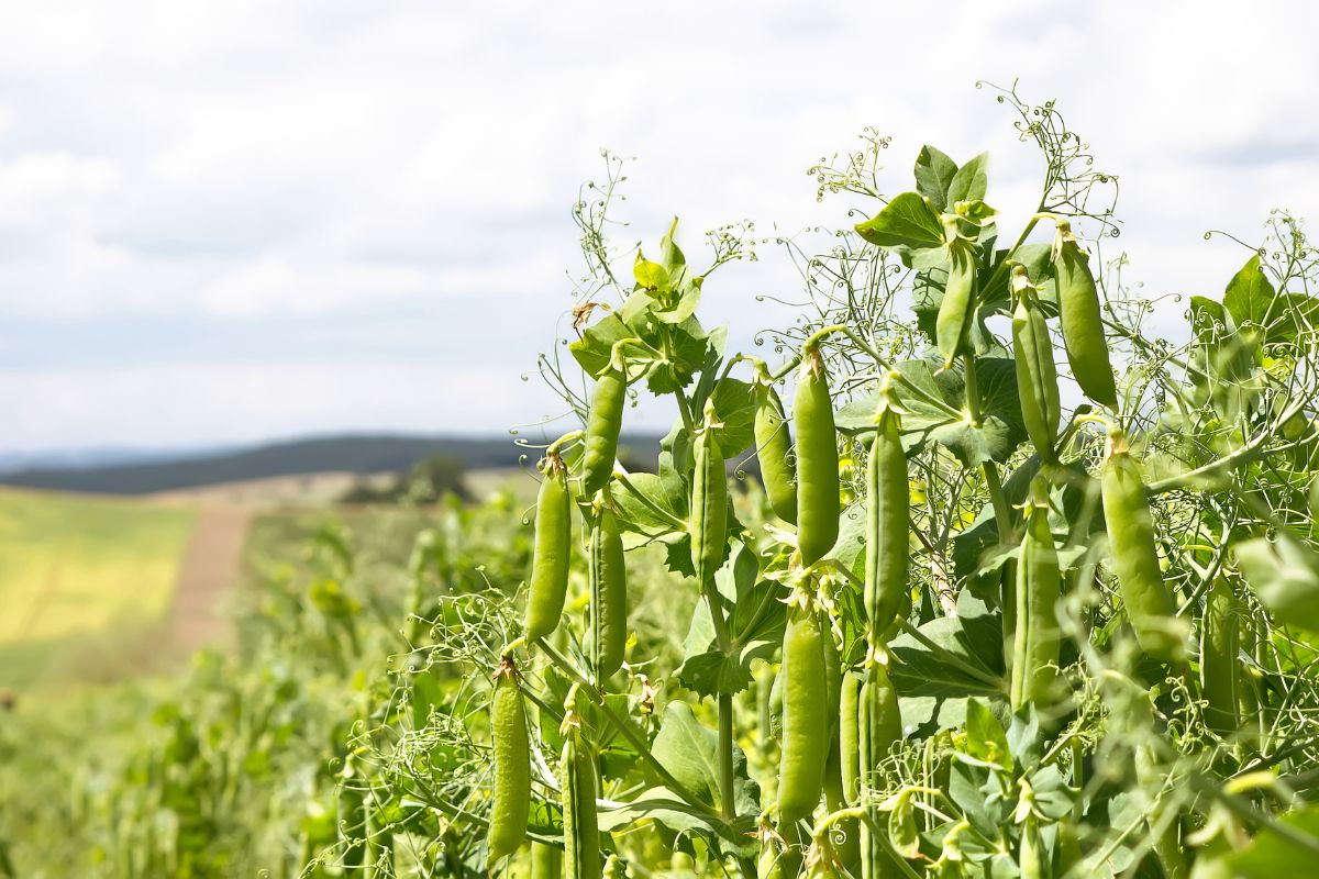 From Soil to Stomach How Legumes Nourish Land and People From Soil to Stomach: How Legumes Nourish Land and People