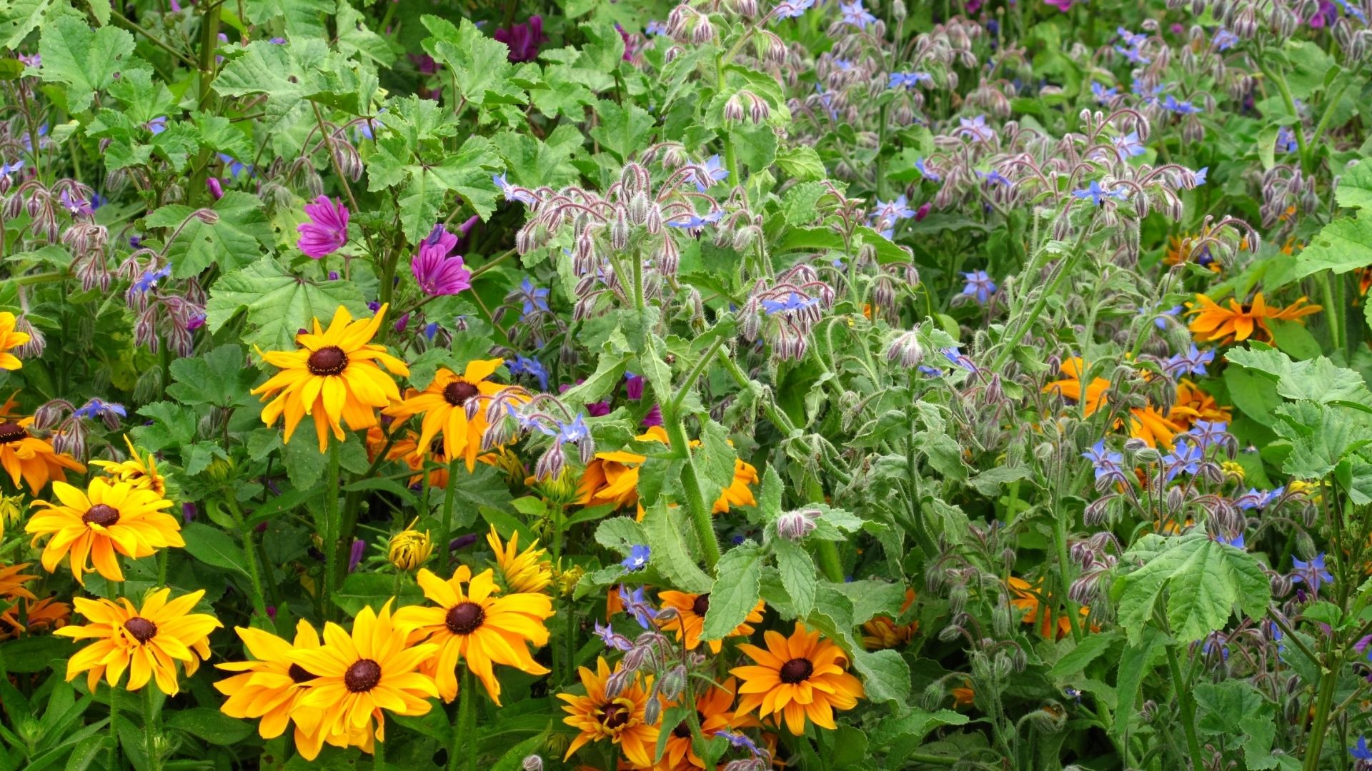 How to create a pollinator-friendly garden: Plants, habitats & small-space tips