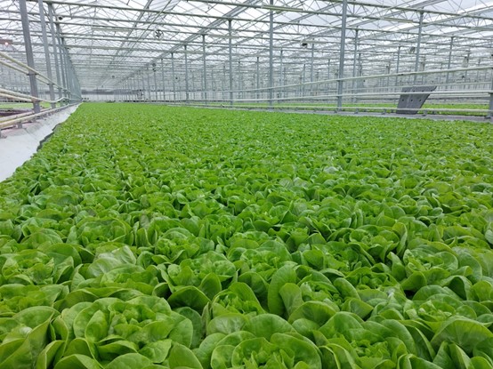 Irrigation Tips for DWC Hydroponic Leafy Greens Irrigation Tips for DWC Hydroponic Leafy Greens