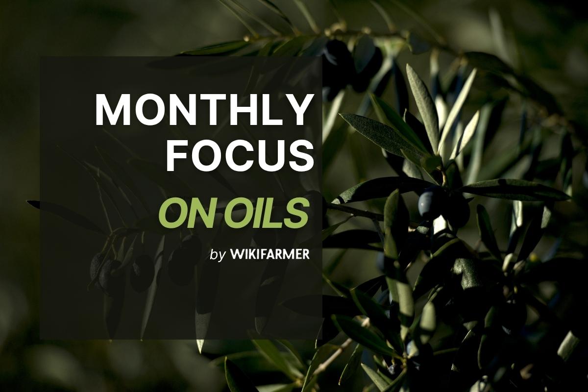 Olive Oil Monthly Report: July 2025