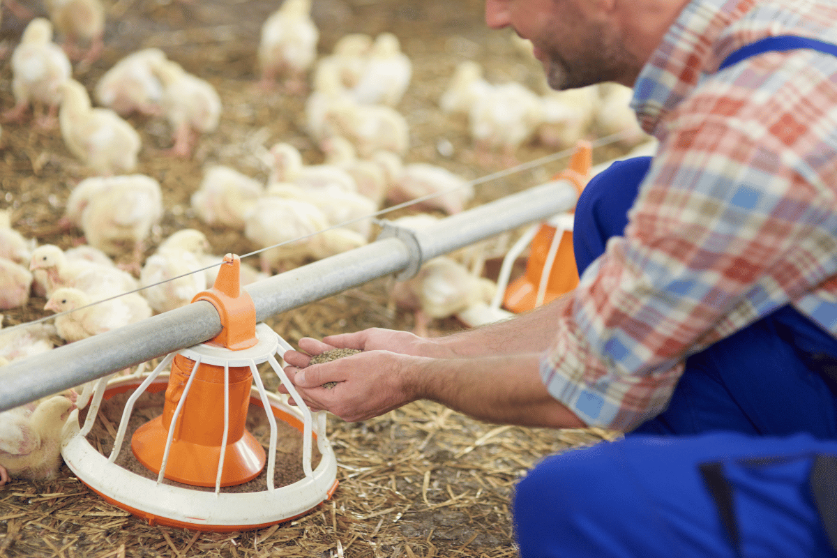 Navigating the post-antibiotic era Promising feed additives for sustainable poultry production Navigating the post-antibiotic era: Promising feed additives for sustainable poultry production