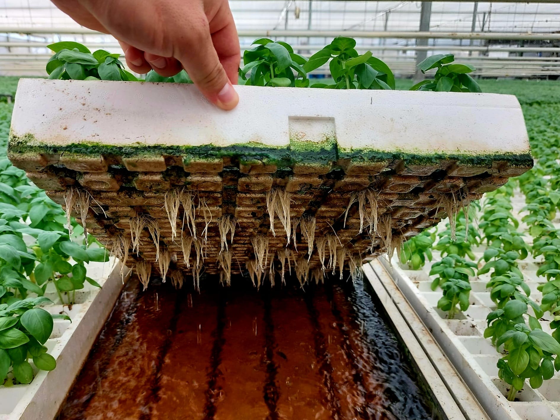 Return water management for hydroponic leafy greens Return water management for hydroponic leafy greens