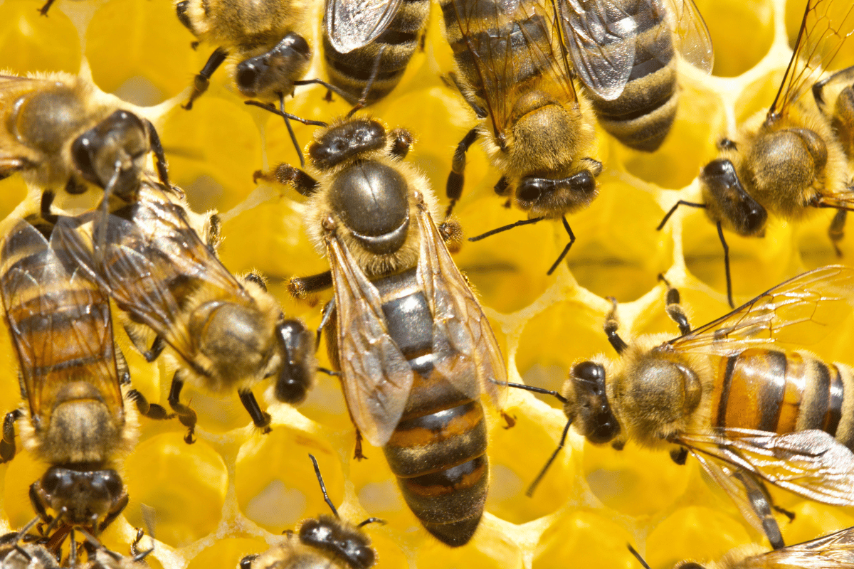 What the queen bee really does and why it matters to farmers What the queen bee really does and why it matters to farmers