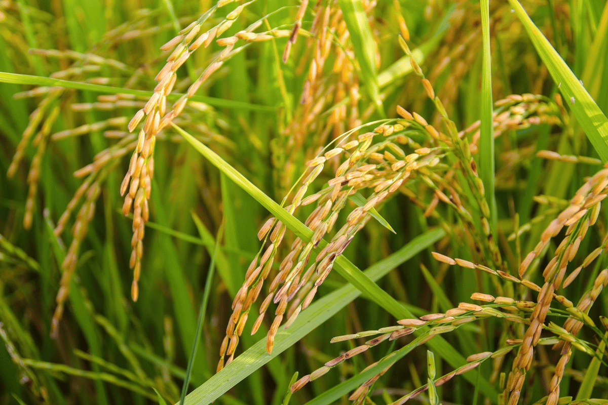 Preventing rice lodging: The role of potassium and flag leaf physiology