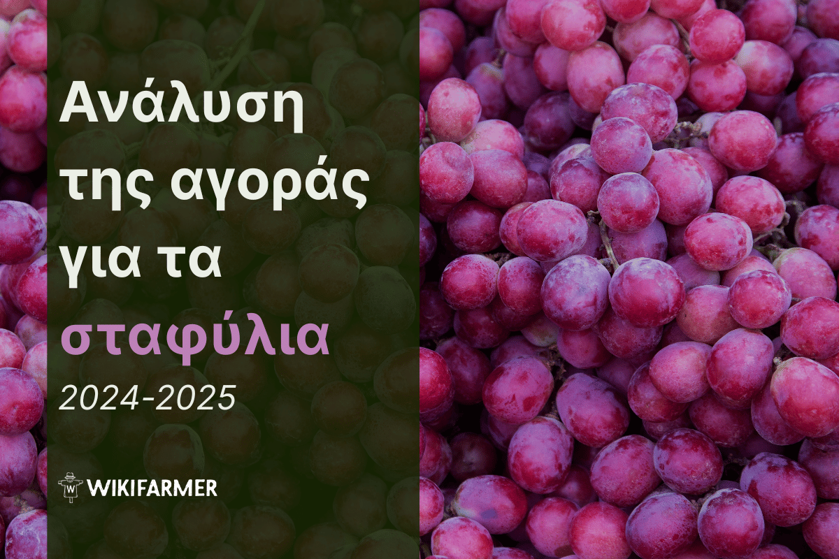 Ανάλυση τιμών της παγκόσμιας αγοράς σταφυλιών 2024-2025 Ανάλυση τιμών της παγκόσμιας αγοράς σταφυλιών 2024-2025