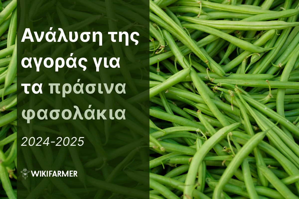 Ανάλυση τιμών της παγκόσμιας αγοράς φασολιών 2024-2025 Ανάλυση τιμών της παγκόσμιας αγοράς φασολιών 2024-2025