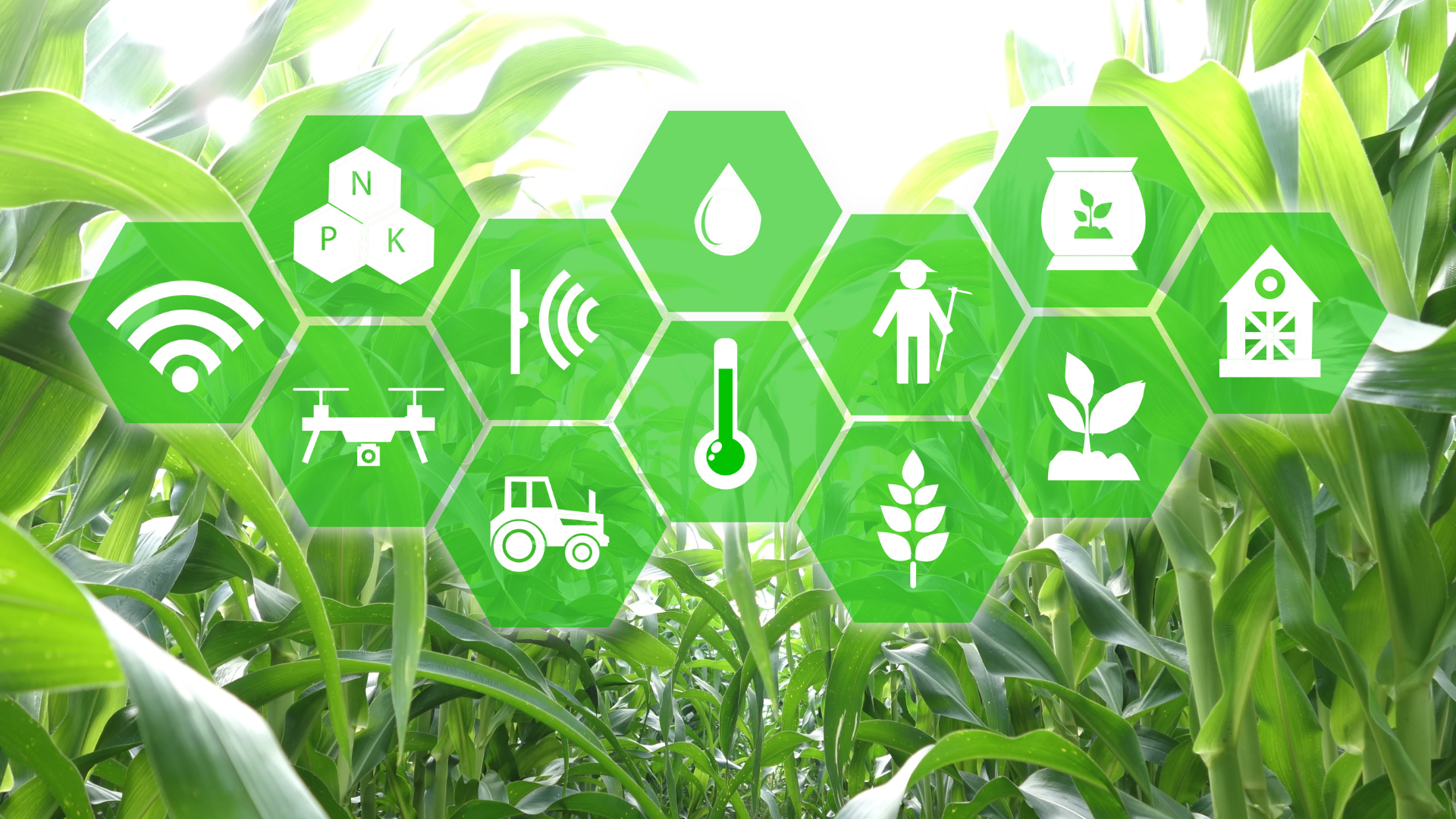 حلول إنترنت الأشياء (IoT) لزيادة الكفاءة والاستدامة في الزراعة حلول إنترنت الأشياء (IoT) لزيادة الكفاءة والاستدامة في الزراعة