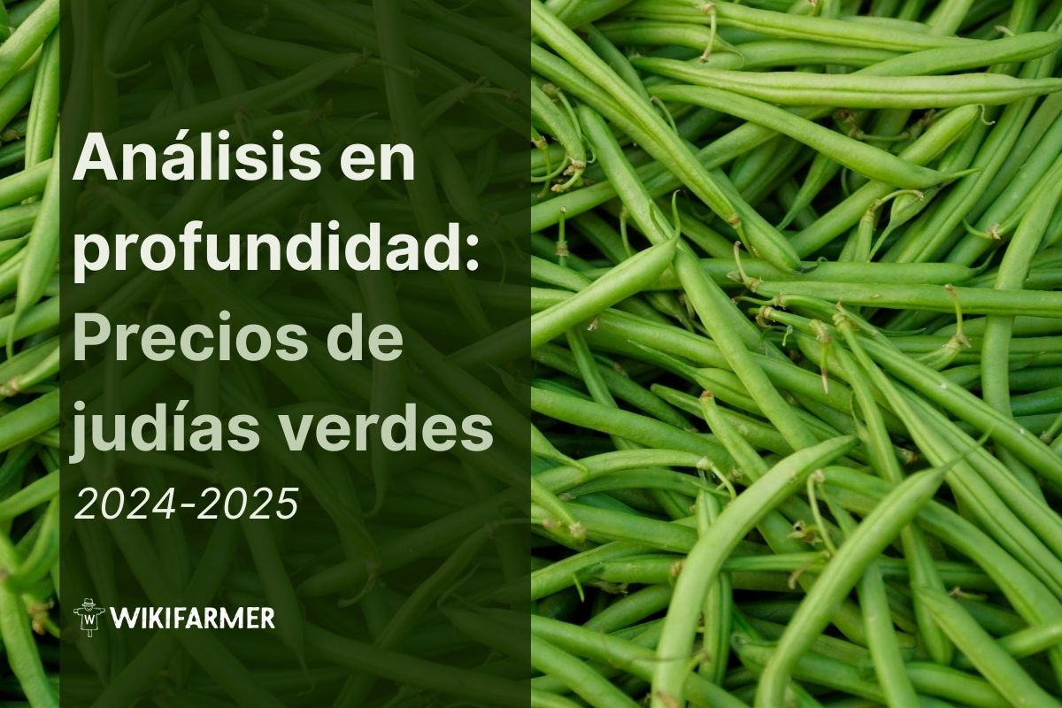 Análisis en profundidad: Precios de judías verdes Análisis en Profundidad: Mercado Global de Judías Verdes 2024-2025