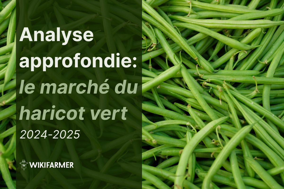 Analyse approfondie : le marché mondial du haricot vert 2024-2025
