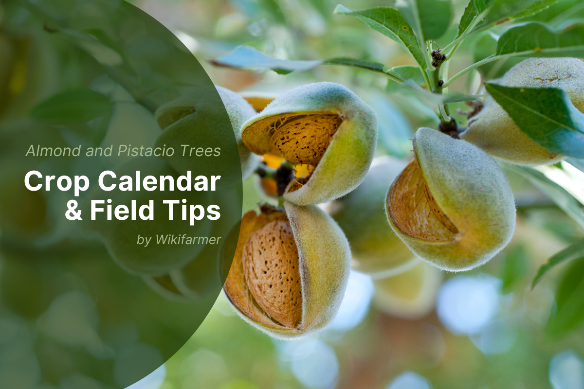 Best practices and tips for almond and pistachio harvest in 2025 Best practices and tips for almond and pistachio harvest in 2025