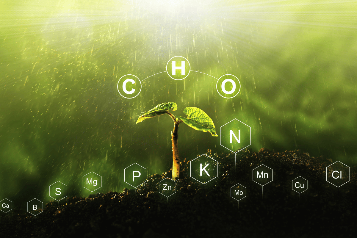 Boron–calcium interactions in plant metabolism How they work together for stronger crops Boron–calcium interactions in plant metabolism: How they work together for stronger crops
