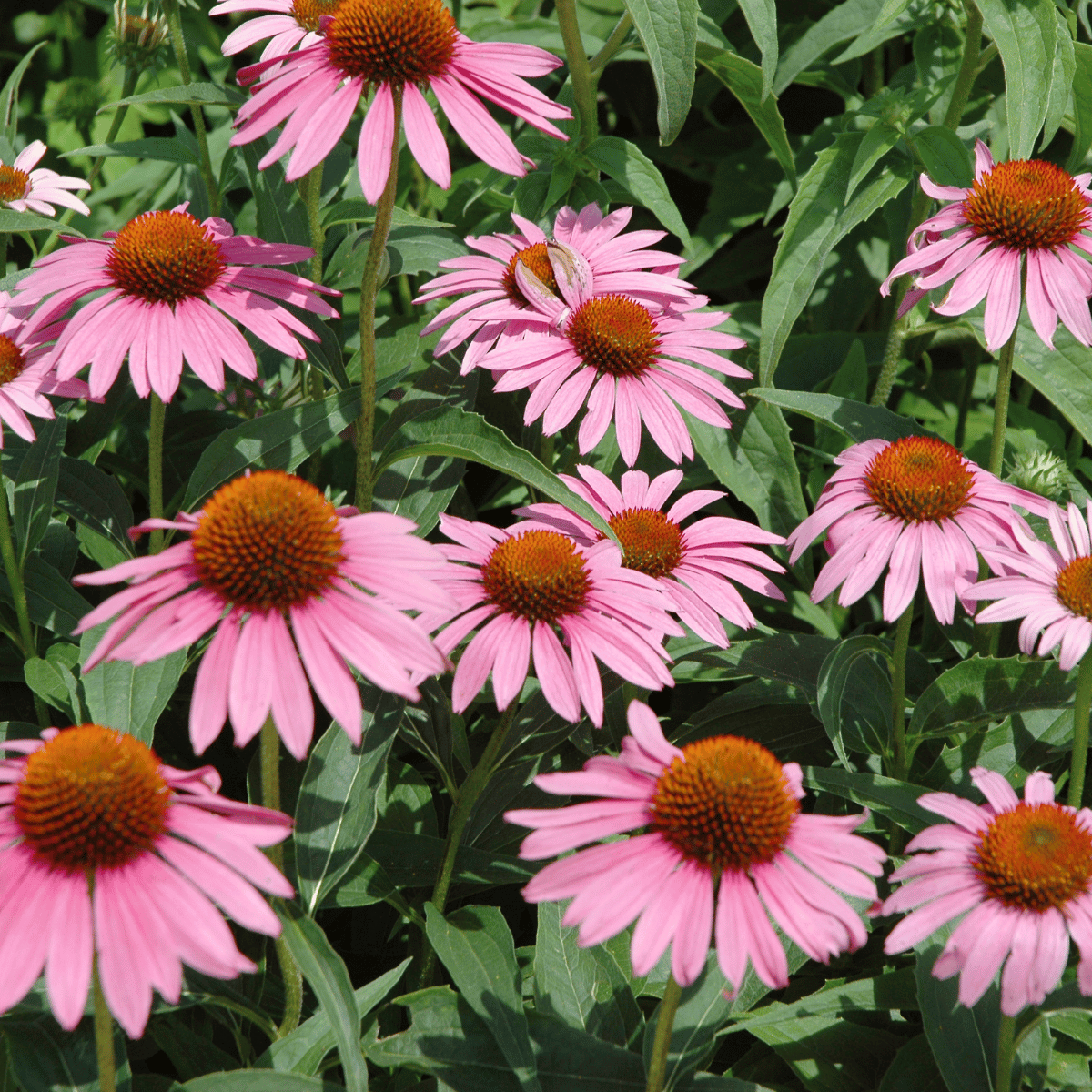 Coneflower.png