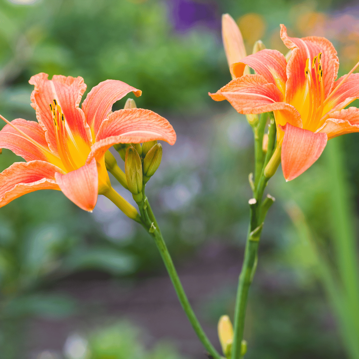 Daylily.png