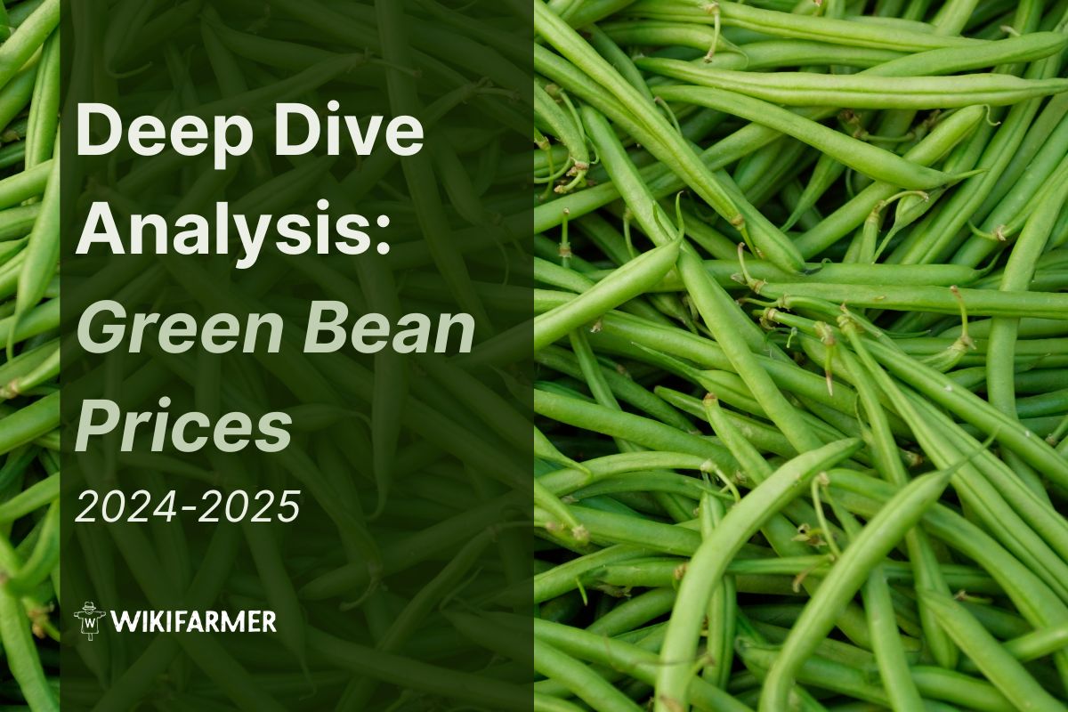 Deep Dive Analysis Green Bean Prices Deep-Dive Analysis: Global Green Bean Market 2024-2025