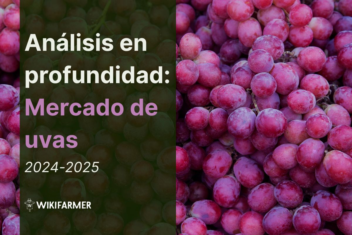 Análisis en profundidad: El mercado global de uvas