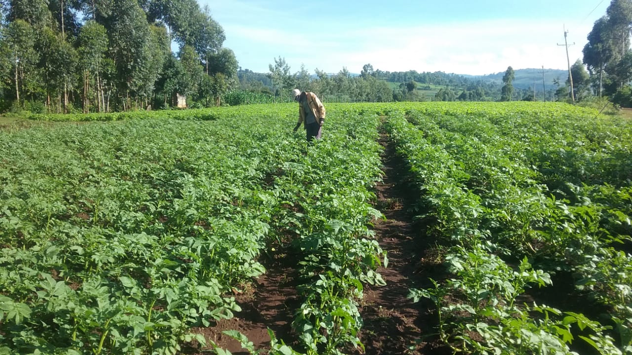 Empowering African Plant Protection Agencies to Combat Devastating Potato Pest Empowering African Plant Protection Agencies to Combat Devastating Potato Pest