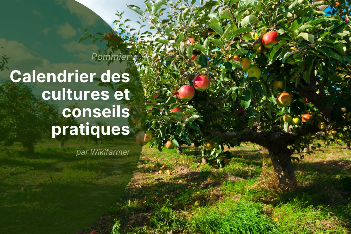 Gestion des vergers de pommiers à la fin du mois d'août : activités essentielles pour les agriculteurs de l'UE en 2025 Gestion des vergers de pommiers à la fin du mois d'août : activités essentielles pour les agriculteurs de l'UE en 2025