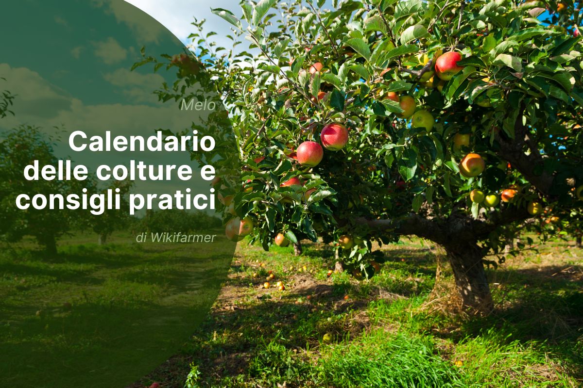 Gestione dei meleti alla fine di agosto: attività essenziali per gli agricoltori europei nel 2025 Gestione dei meleti alla fine di agosto: attività essenziali per gli agricoltori europei nel 2025