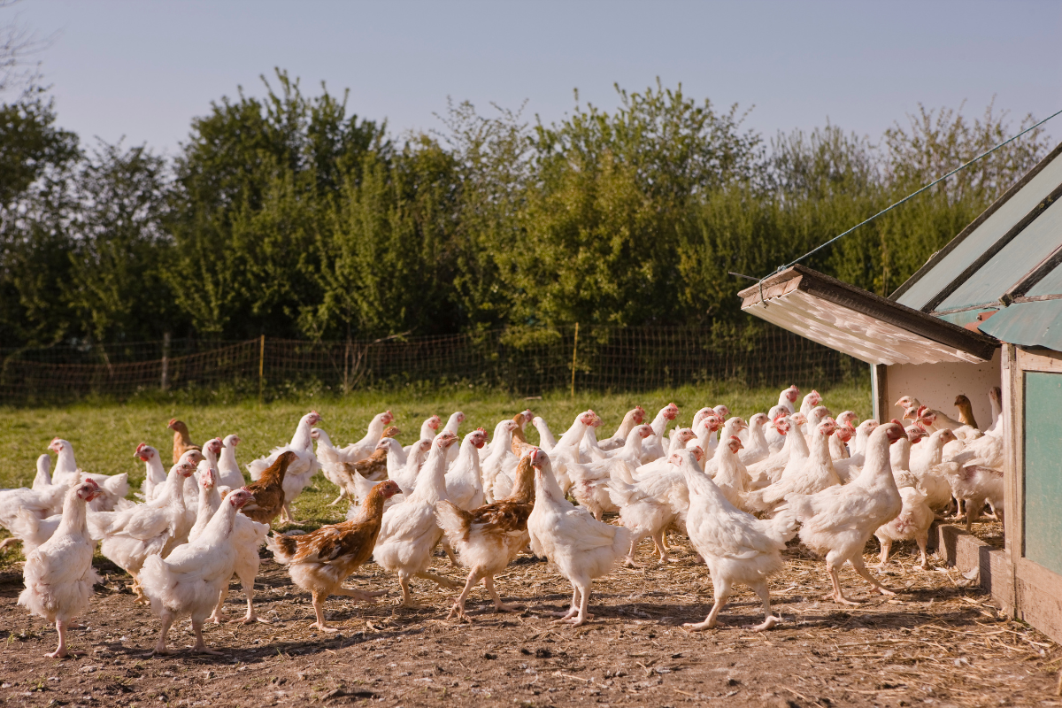 Intestinal dysbiosis: Understanding the origin of the most frequent pathologies and atypias in poultry farming