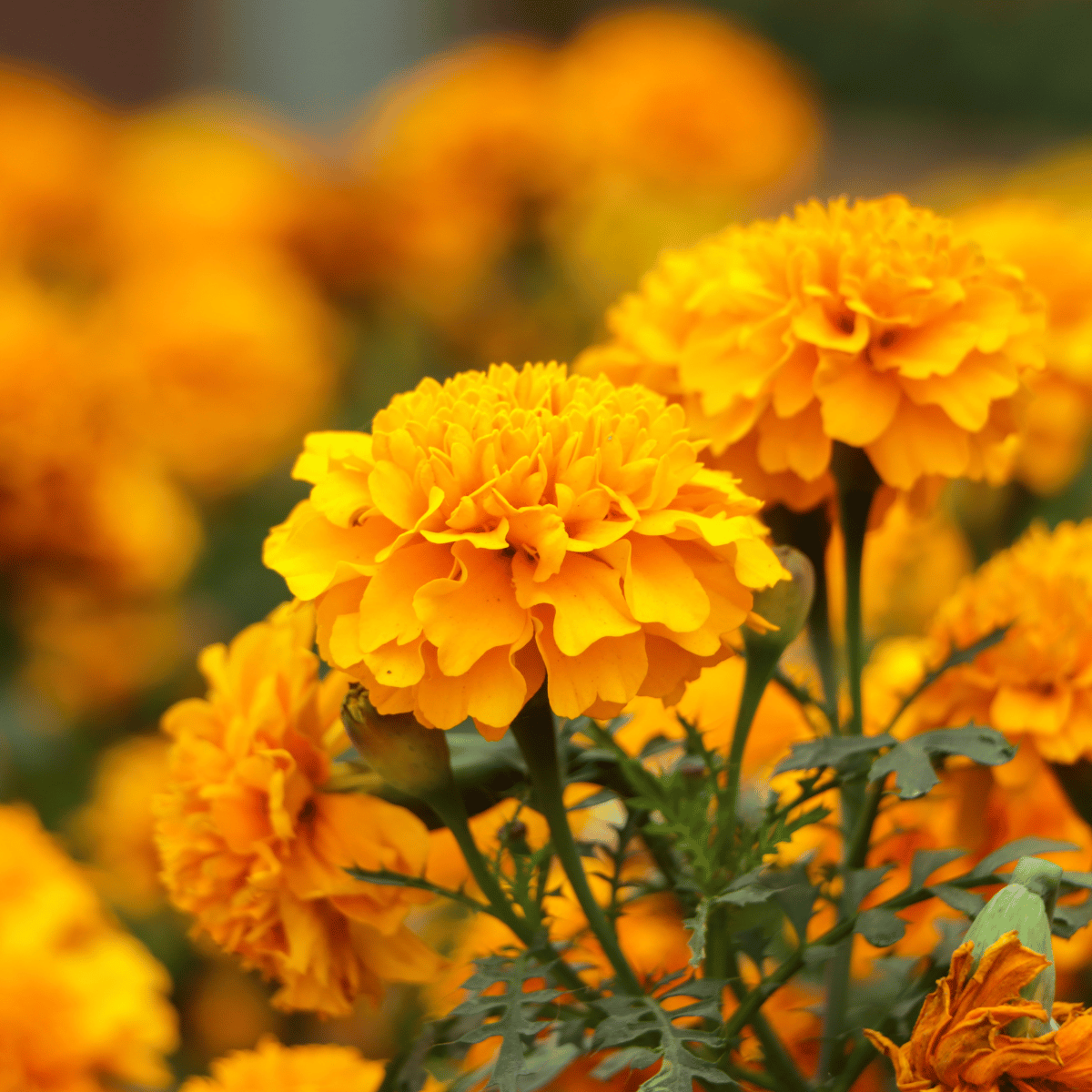 Marigolds.png