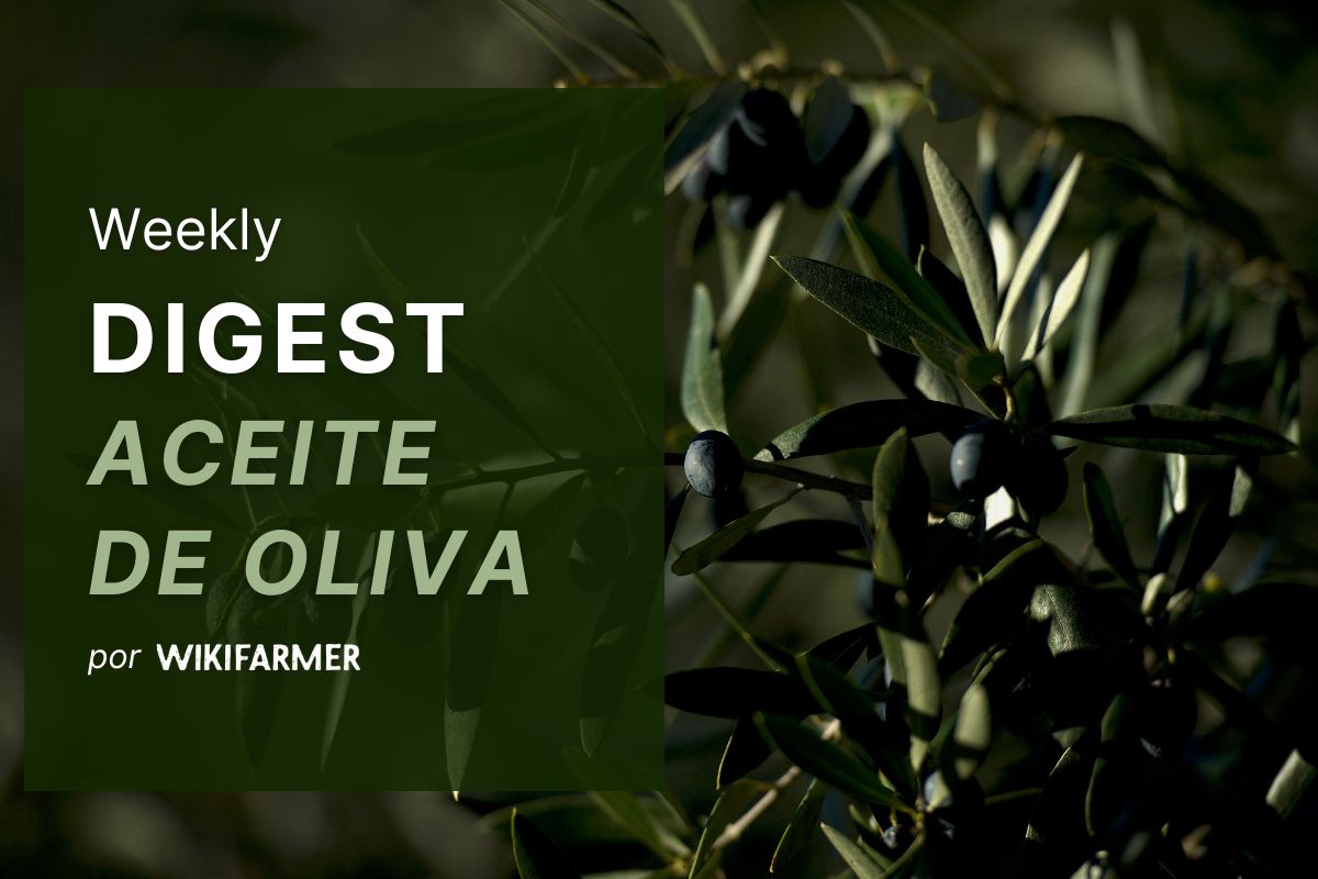 Mercado del Aceite de Oliva Precios del aceite de oliva y resumen del mercado – Semana 34, 2025
