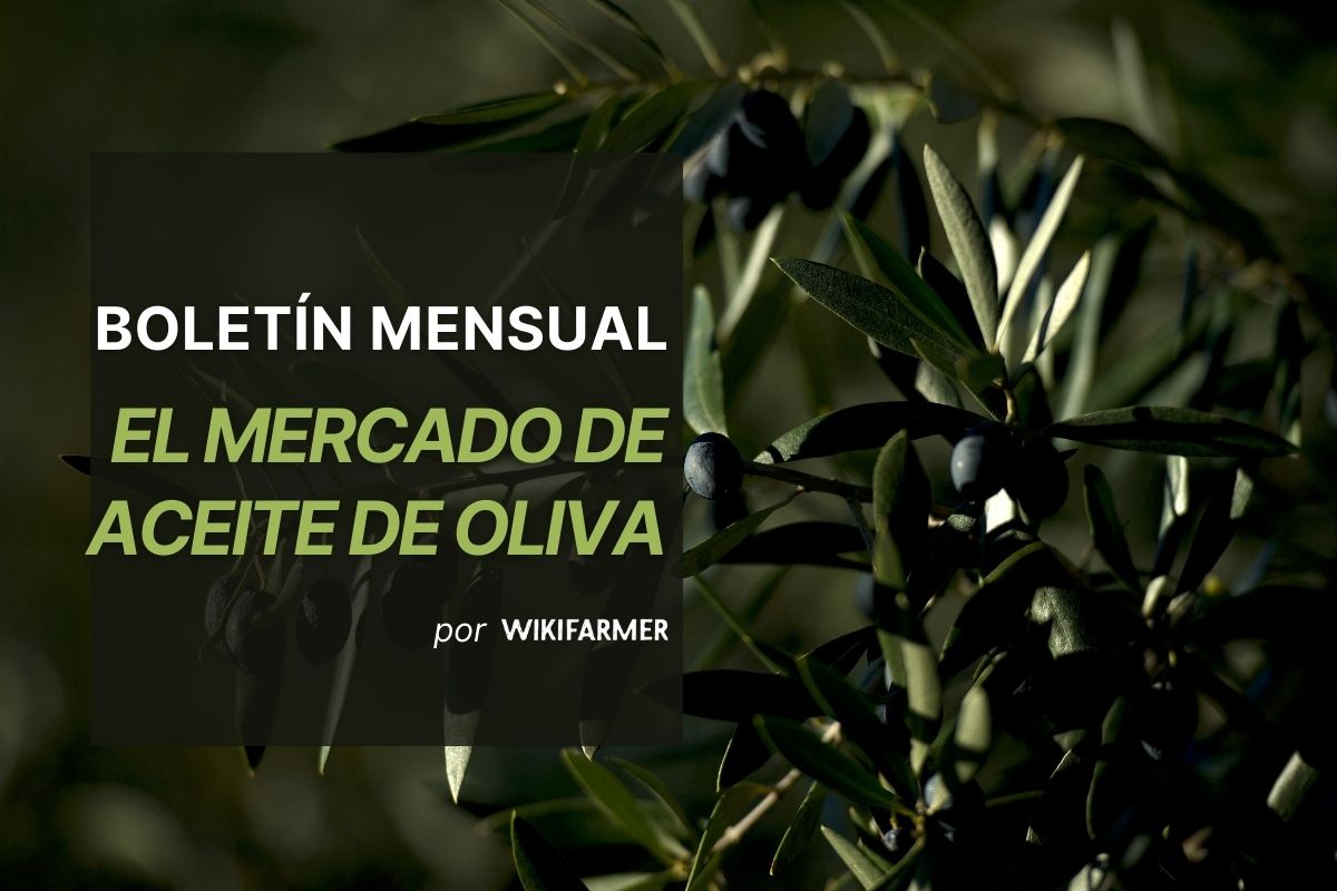 Boletín mensual de aceite de oliva: agosto 2025