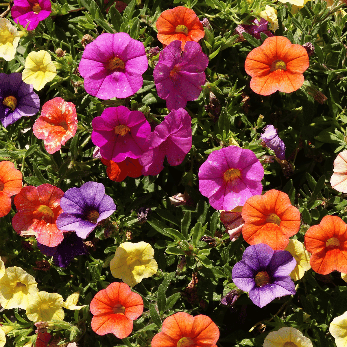 Petunia.png