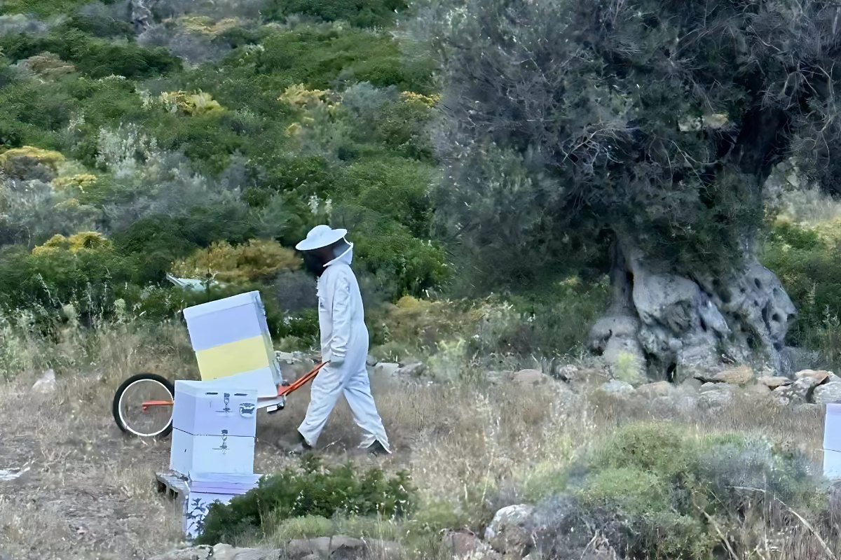 Seasonal beekeeping guide: Essential tasks for a successful year