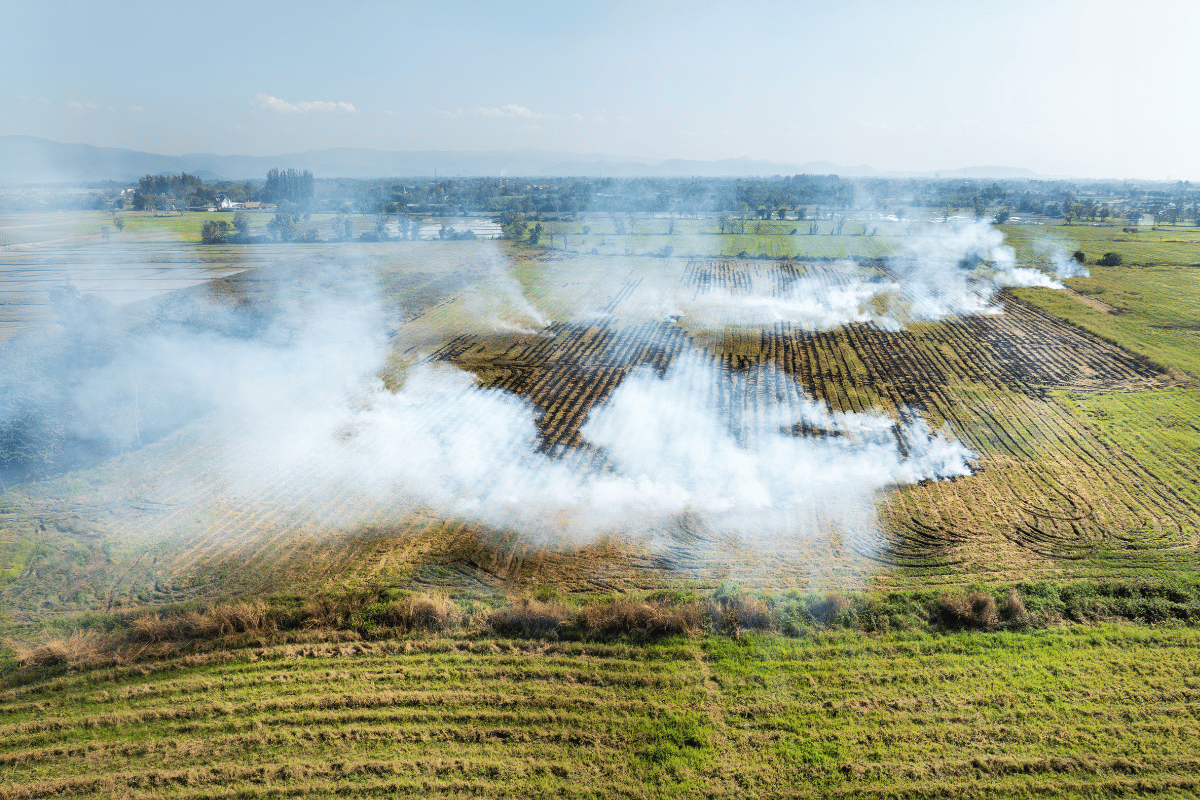 Stubble burning in Punjab: Causes, effects, and sustainable solutions Stubble burning in Punjab: Causes, effects, and sustainable solutions