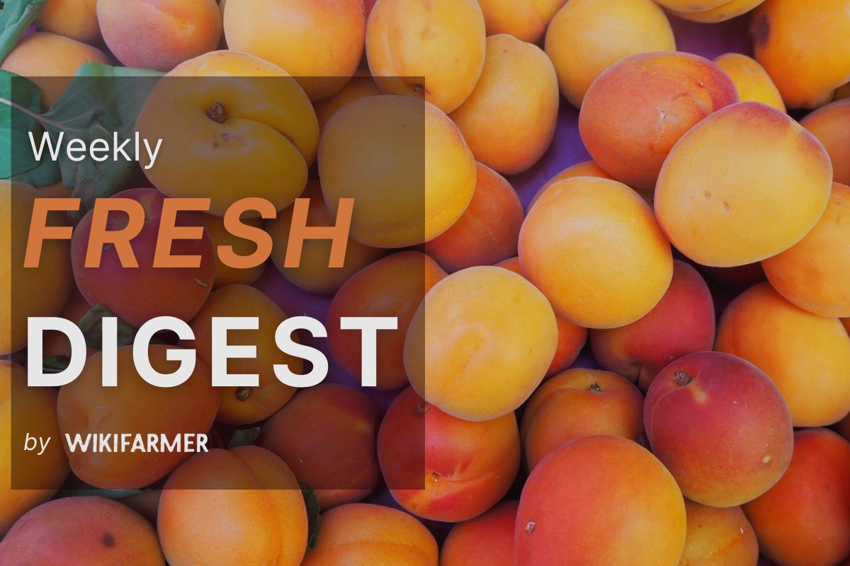 Fresh Market Digest: Week 34, 2025