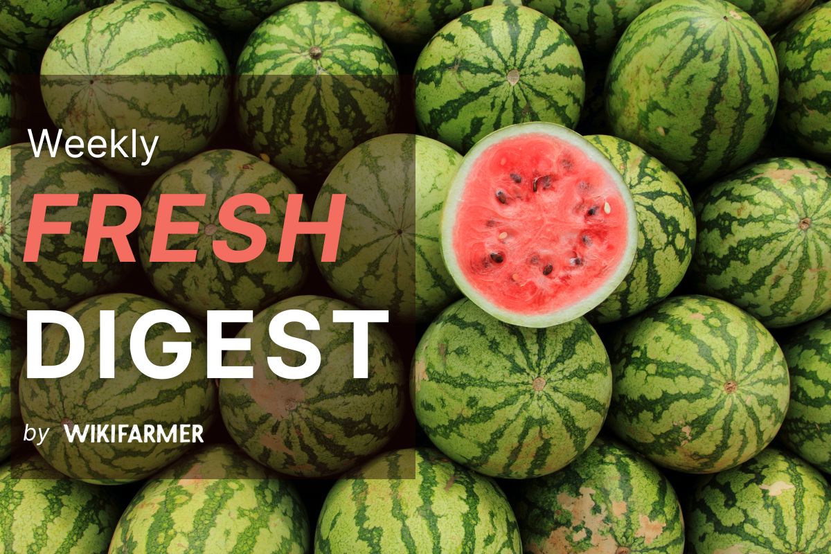 Fresh Market Digest: Week 35