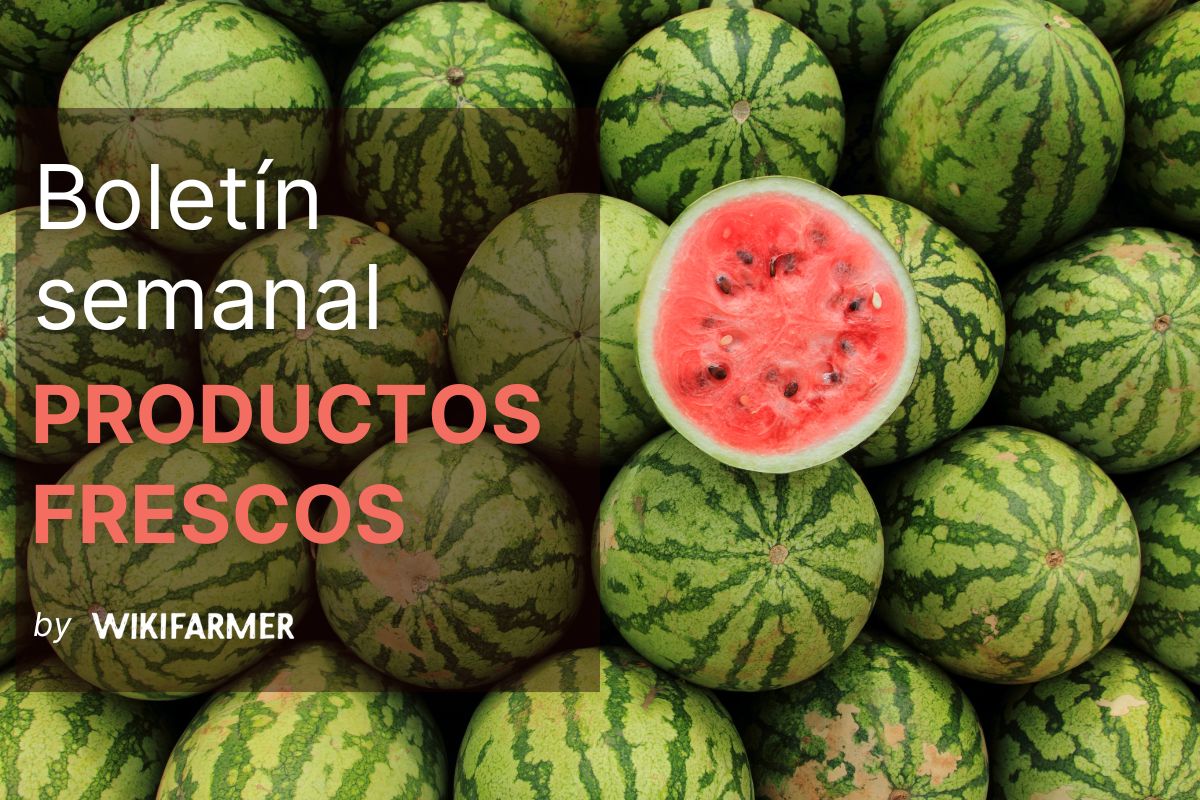 Boletín del mercado de productos frescos: Semana 35
