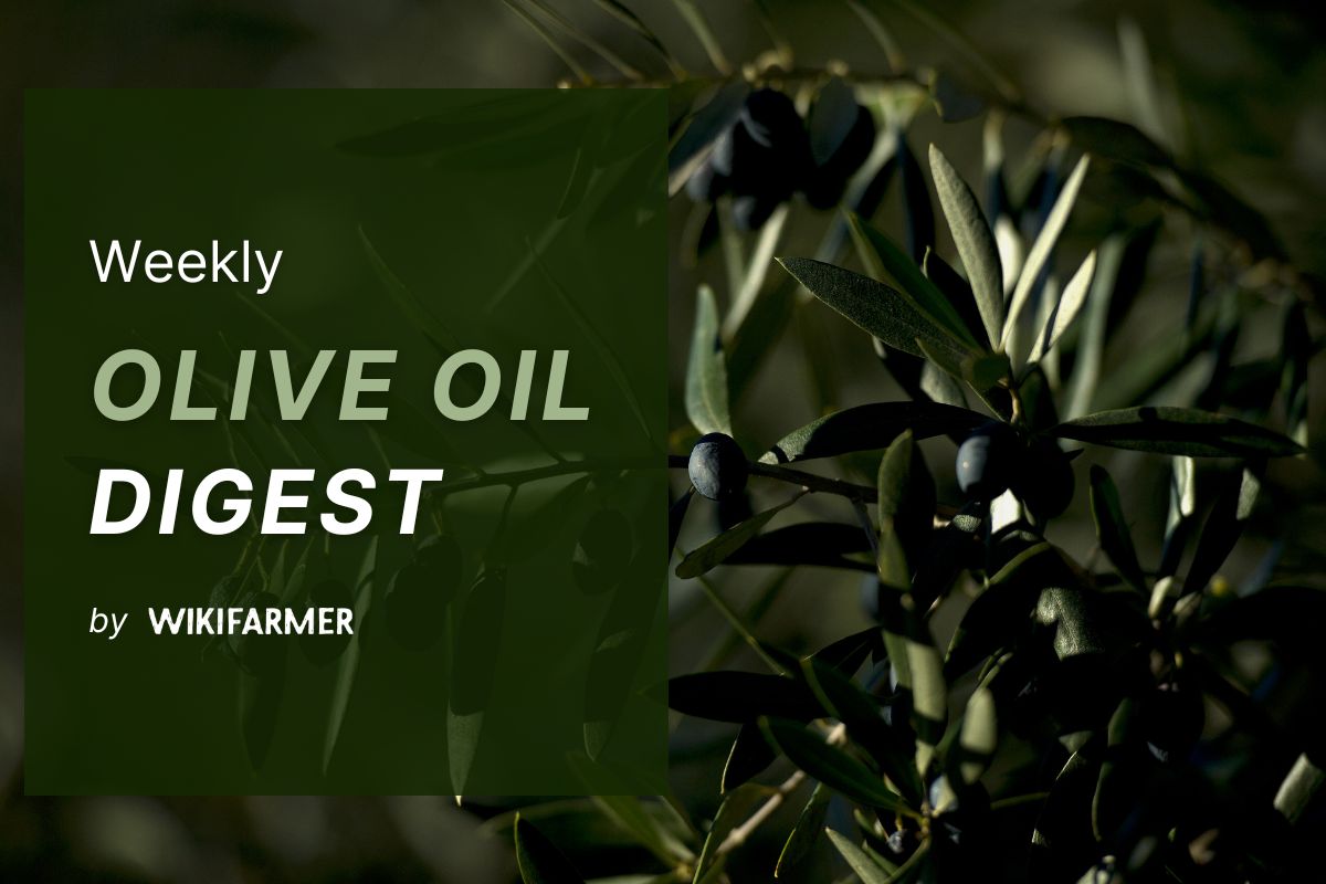 Olive oil prices and market digest – Week 31, 2025