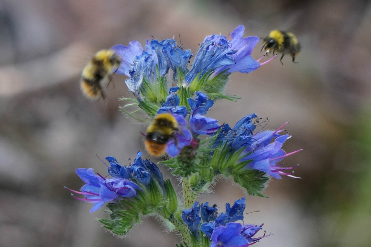 Why farmers should protect pollinators from pesticides | Wikifarmer